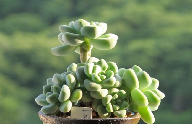 多肉植物在夏天怎么养