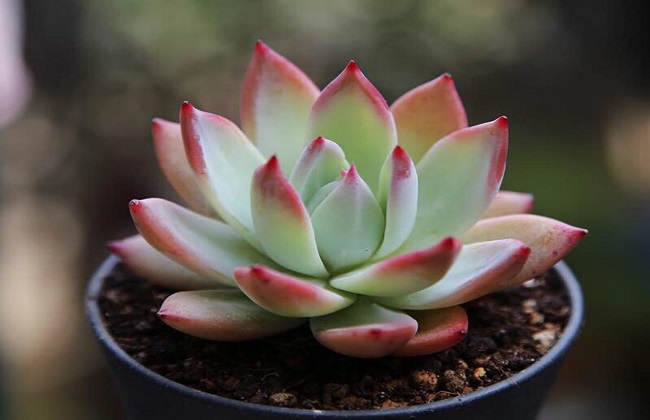 多肉植物在夏天怎么养