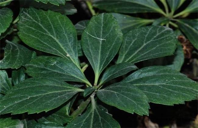 富贵草养殖方法
