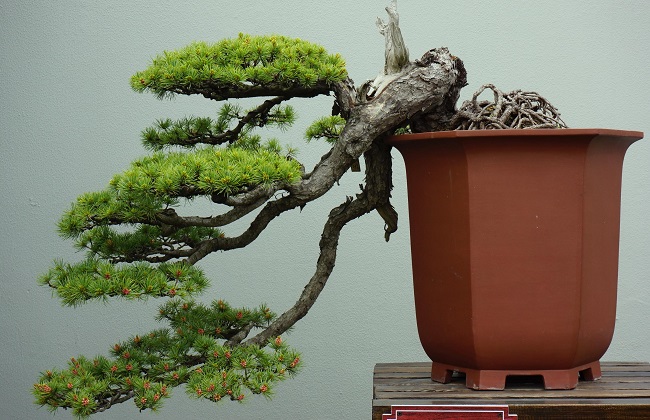 雀梅盆景的修剪方法