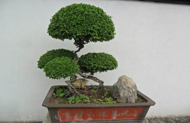 雀梅盆景怎么做好看