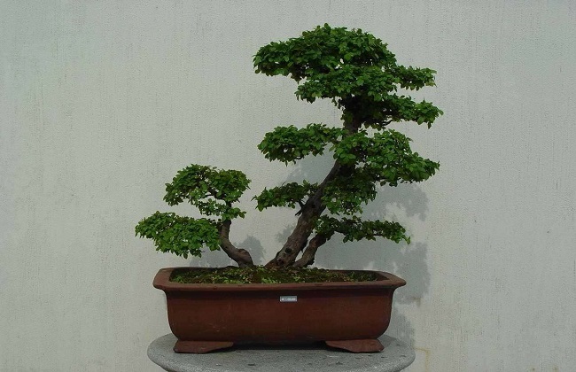 雀梅盆景怎么做好看