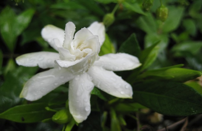 茉莉花与栀子花的区别方法