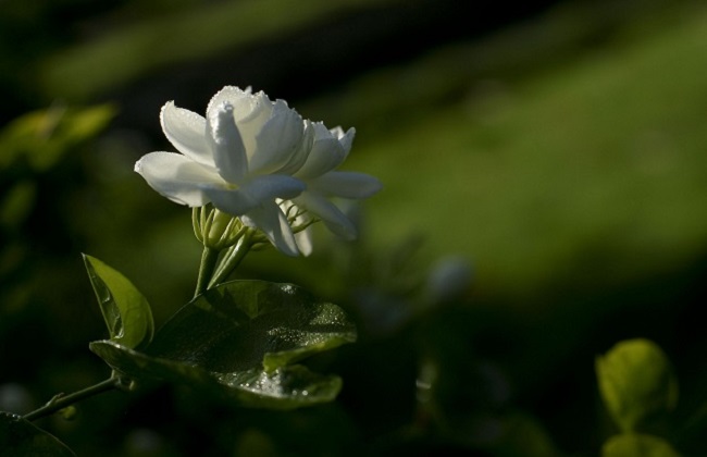 茉莉花与栀子花的区别方法