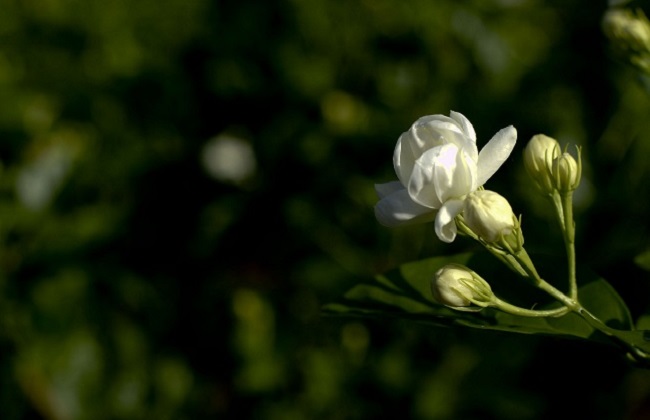 茉莉花与栀子花的区别方法