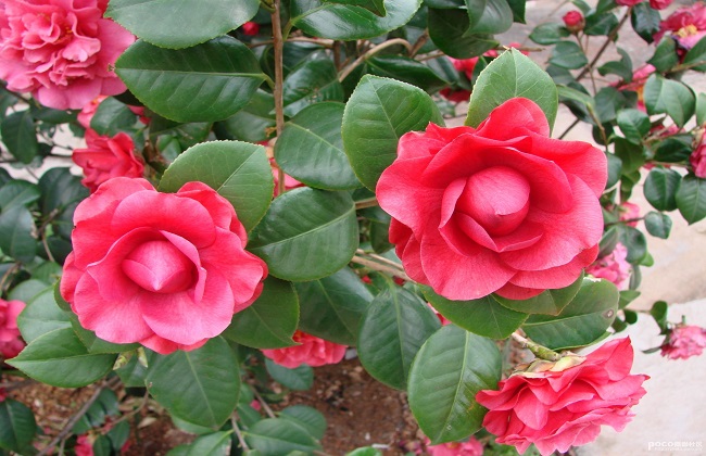 茶花花期管理