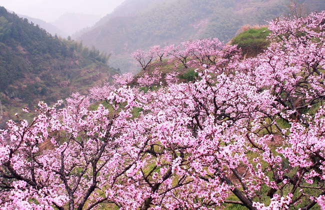 桃花夏季如何修剪