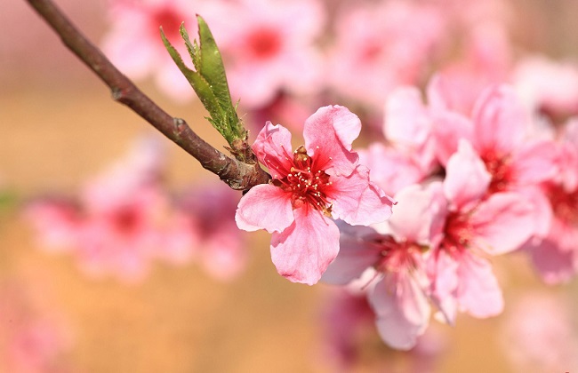 桃花夏季如何修剪