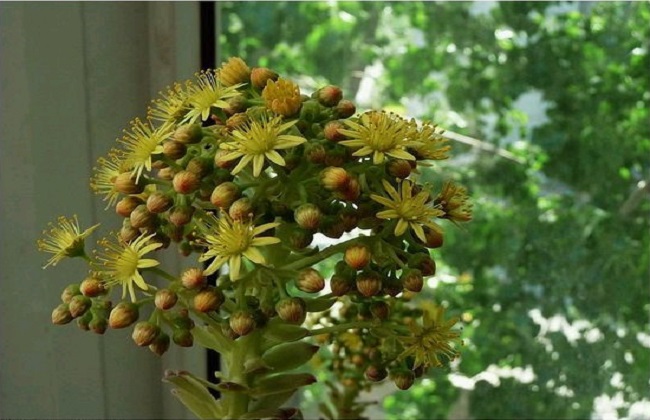 黑法师开花怎么处理