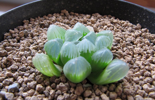 草玉露的养殖方法