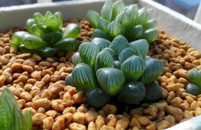草玉露的养殖方法