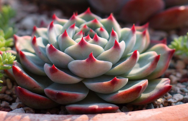 多肉植物的枯叶如何处理