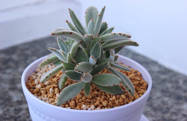 黑兔耳的繁殖方法