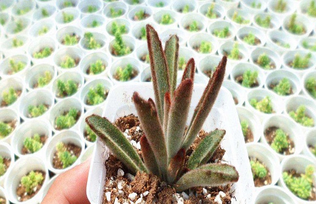 黑兔耳的繁殖方法