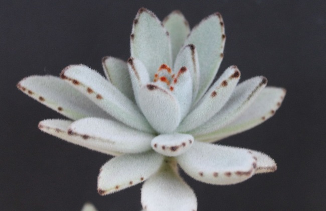 黑兔耳的繁殖方法