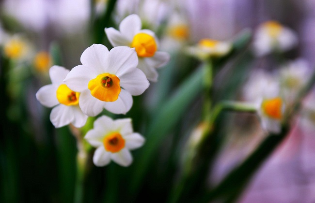 水仙花为什么要切球