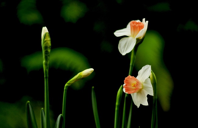 水仙花为什么要切球