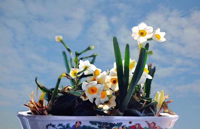 水仙花怎么催芽 