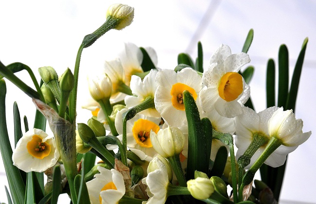 水仙花怎么催芽 