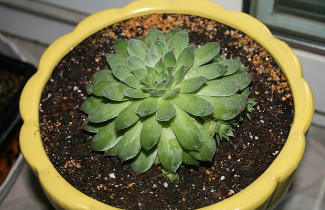 最容易养的多肉植物
