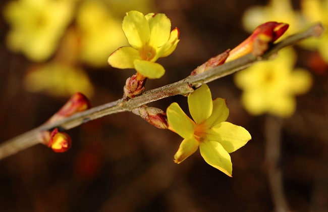 怎样延长迎春花花期