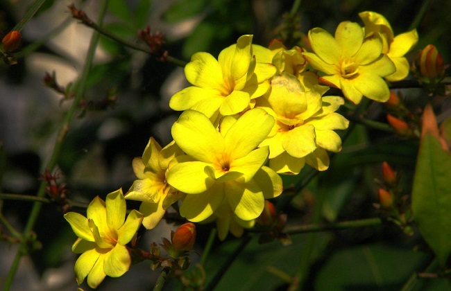 怎样延长迎春花花期