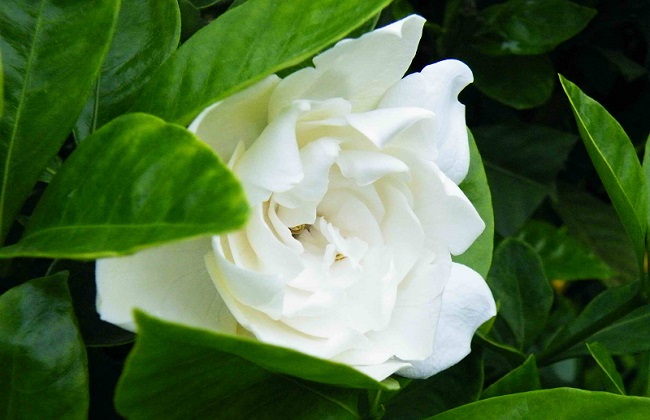 栀子花怎样才能开花