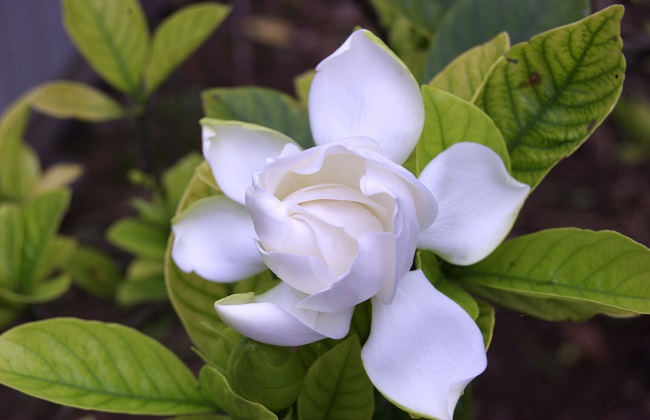 栀子花怎样才能开花