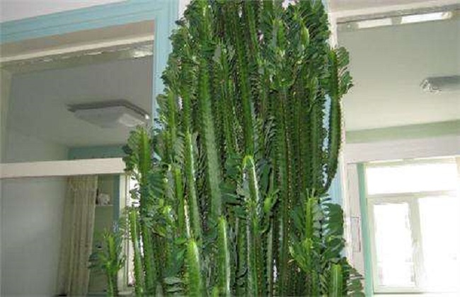 龙骨花的养殖方法和注意事项
