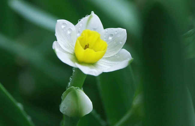 水仙花倒了怎么办