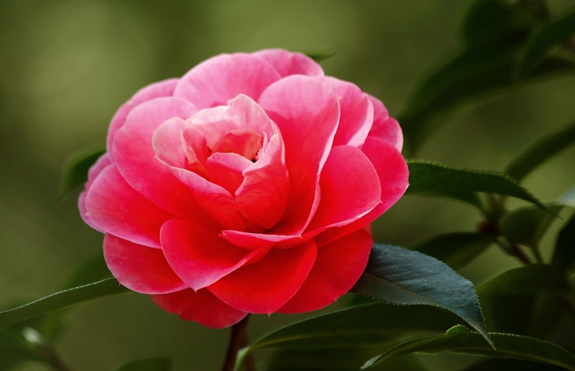 山茶花养殖方法及禁忌