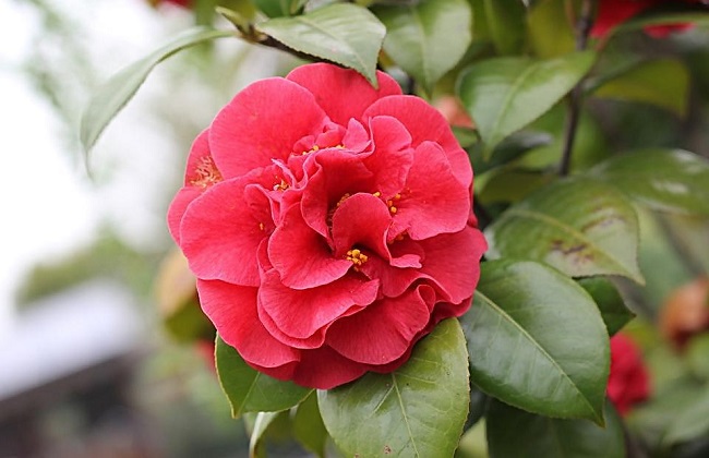 山茶花养殖方法及禁忌