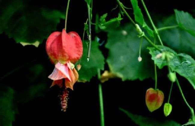 蔓性风铃花的养殖方法