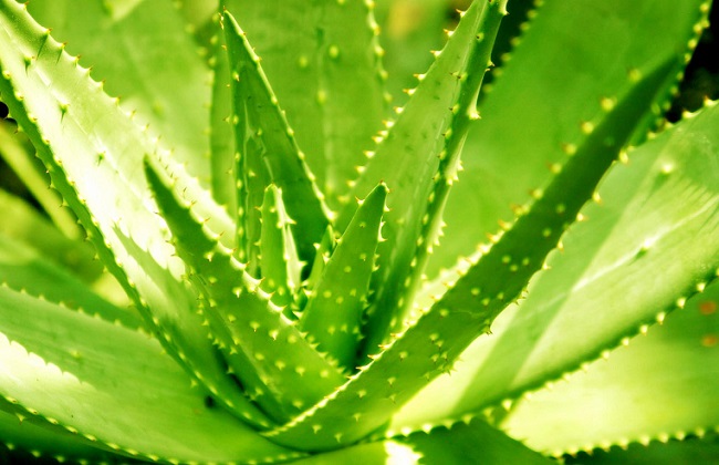 芦荟叶子软了怎么办