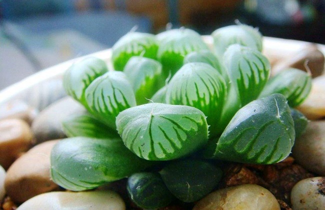姬玉露干瘪怎么办