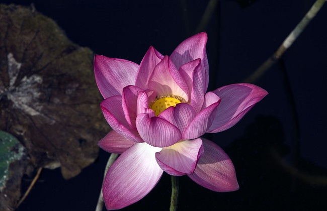 水芙蓉的养殖方法