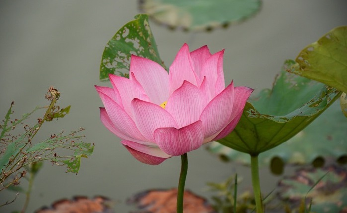 水芙蓉的养殖方法