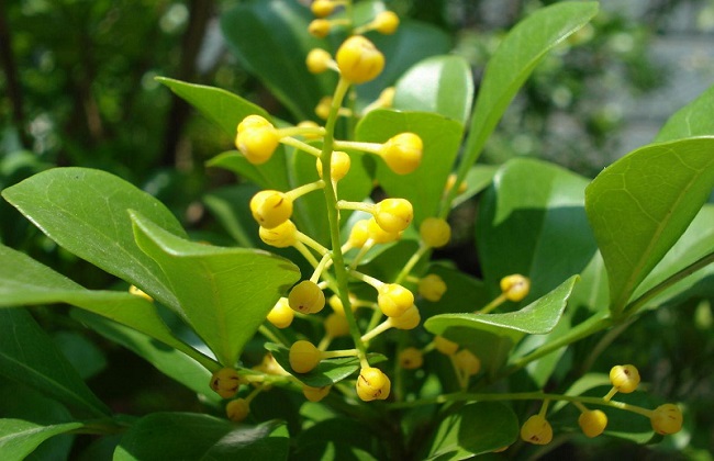 米兰叶子上长白斑怎么办