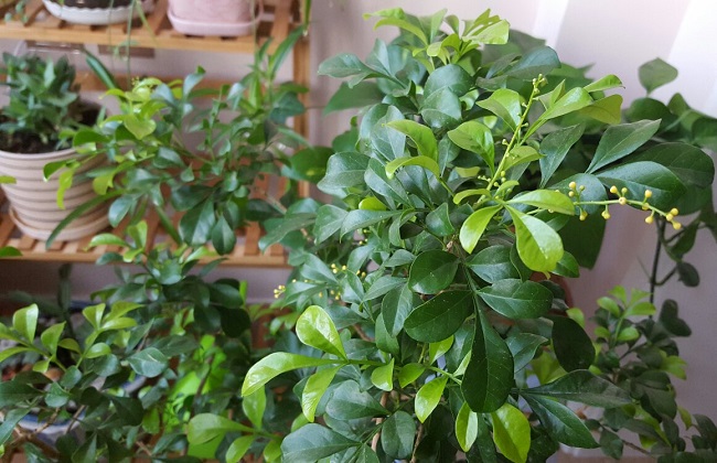 米兰叶子上长白斑怎么办