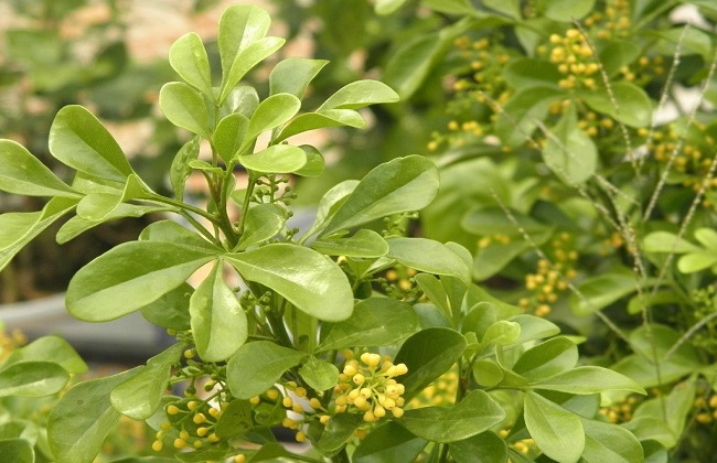 米兰叶子上长白斑怎么办