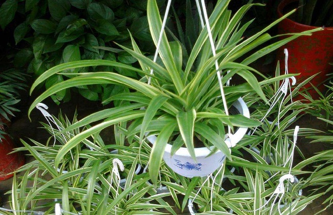 吊兰叶尖干枯什么原因