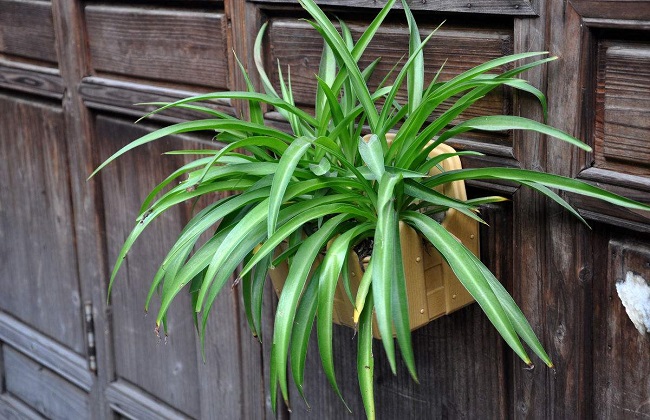 吊兰叶尖干枯什么原因