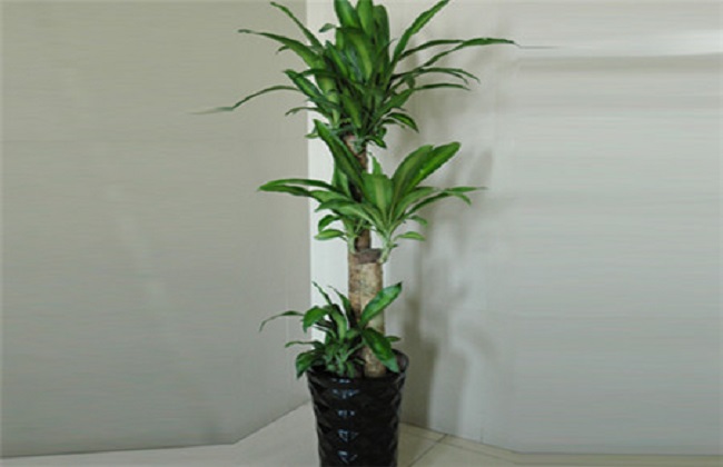 巴西木的养殖方法和注意事项