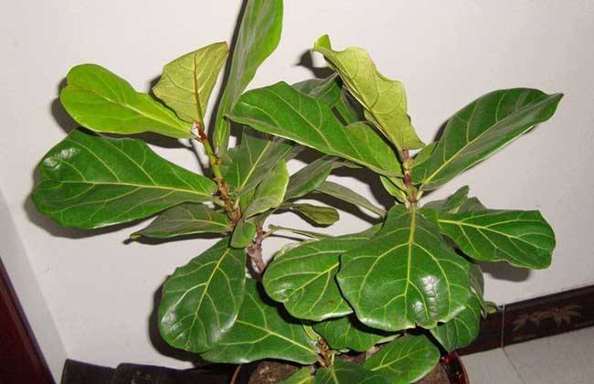 琴叶榕掉叶子怎么回事