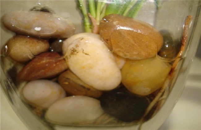 水培粉掌烂根的原因及解决方法