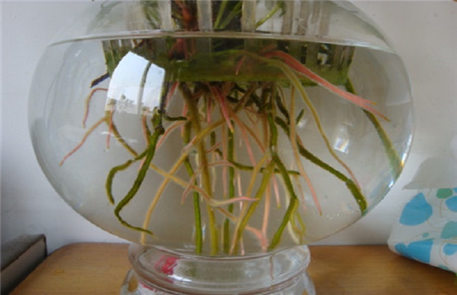 水培粉掌烂根的原因及解决方法