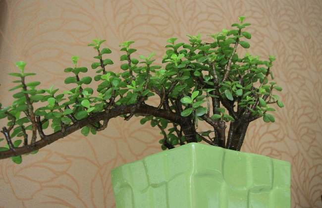 金枝玉叶掉叶子怎么办