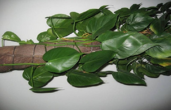 心叶藤的摆放禁忌