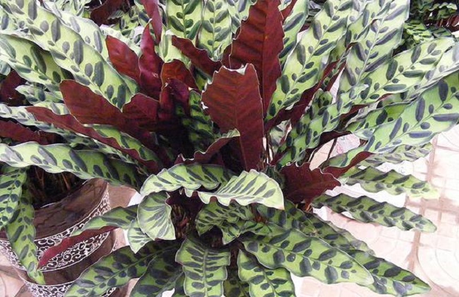 猫眼竹芋叶子发黄卷曲解决方法