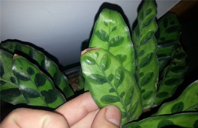 猫眼竹芋叶子发黄卷曲解决方法